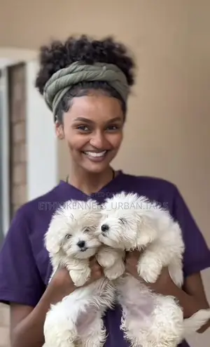 3-6 months Male Purebred Maltese