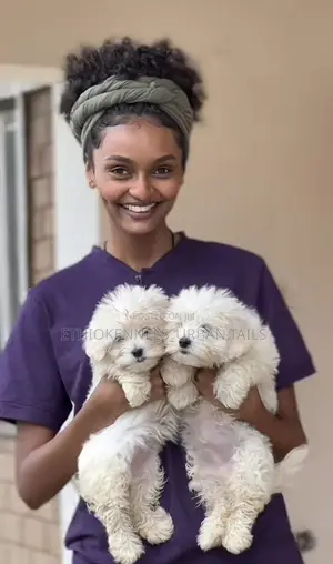 Photo - 3-6 months Male Purebred Maltese