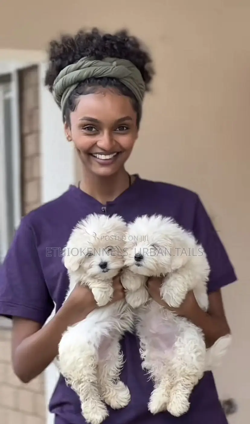 3-6 months Male Purebred Maltese