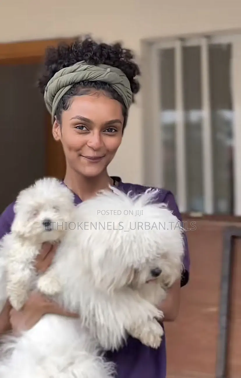 3-6 months Male Purebred Maltese