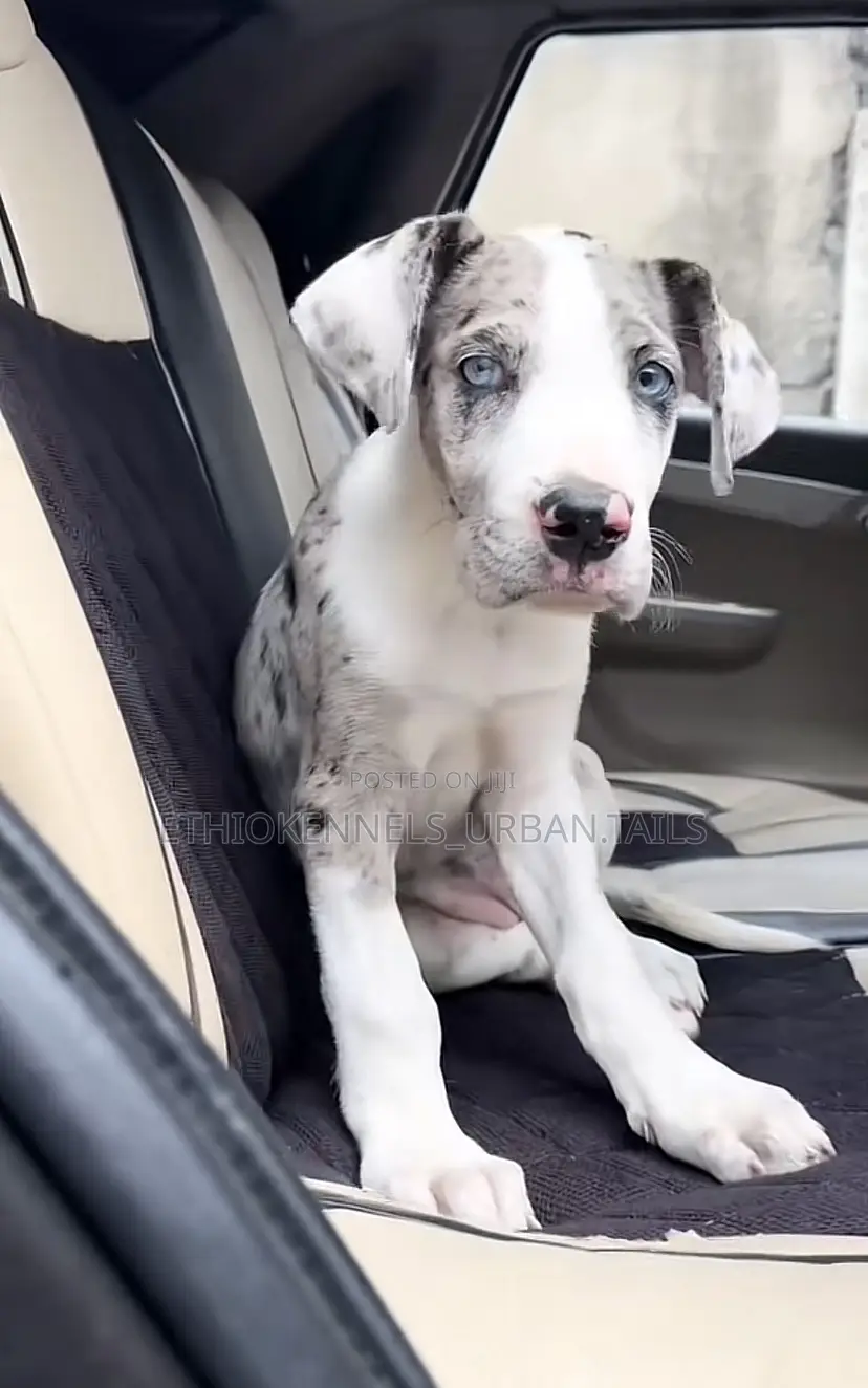 1-3 months Male Purebred Great Dane