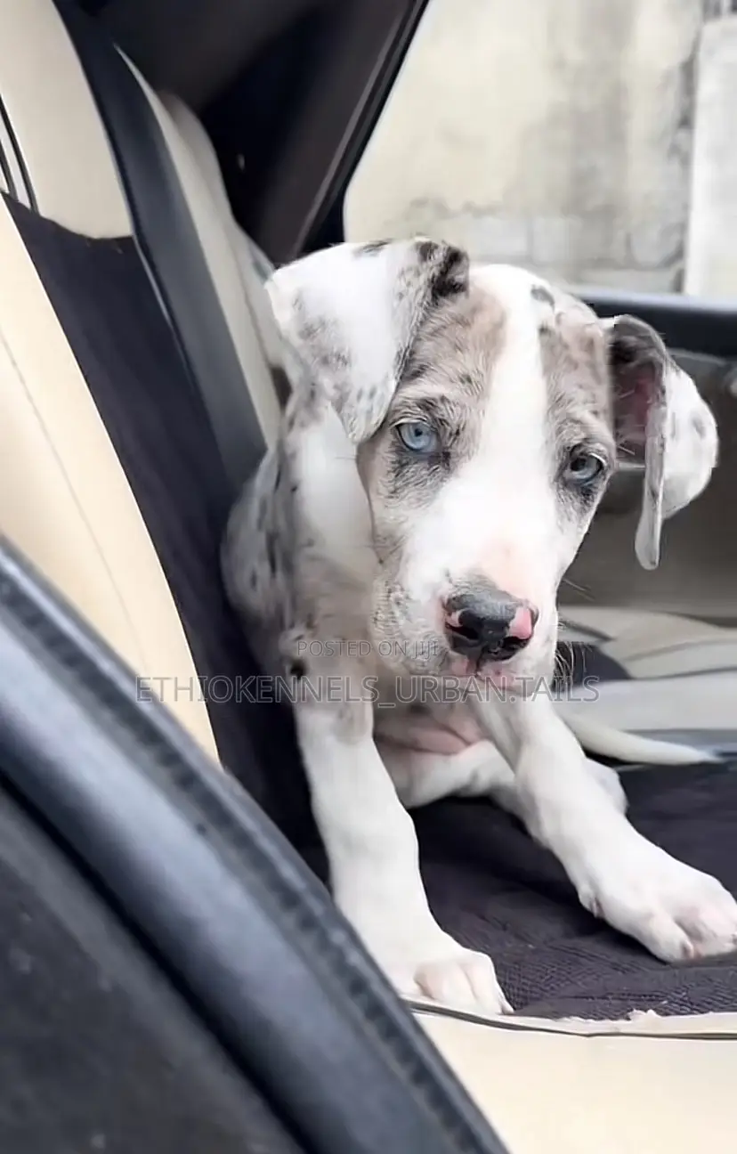 1-3 months Male Purebred Great Dane