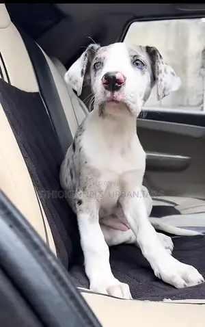 1-3 months Male Purebred Great Dane