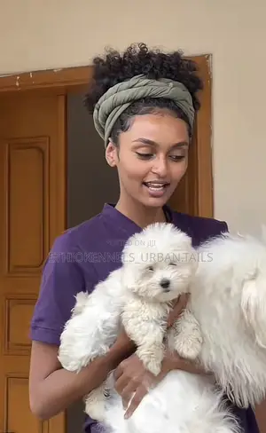 Photo - 1-3 months Male Purebred Maltese