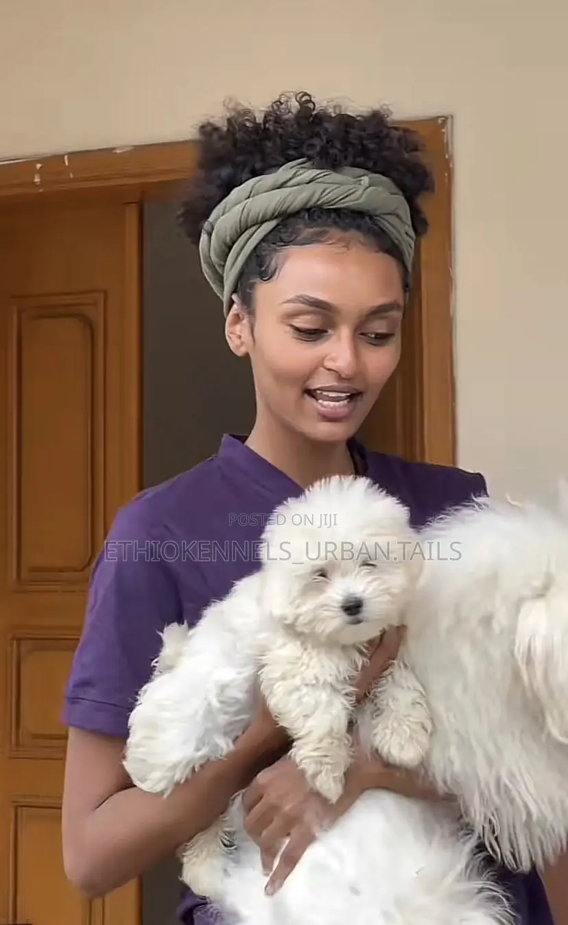 1-3 months Male Purebred Maltese