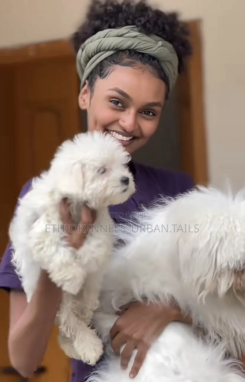 1-3 months Male Purebred Maltese