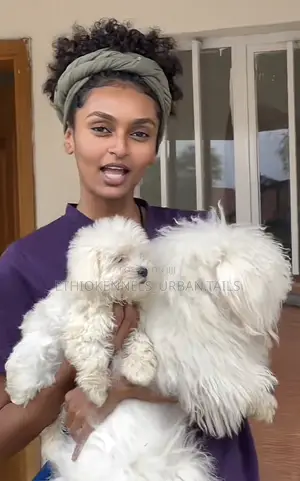 1-3 months Male Purebred Maltese