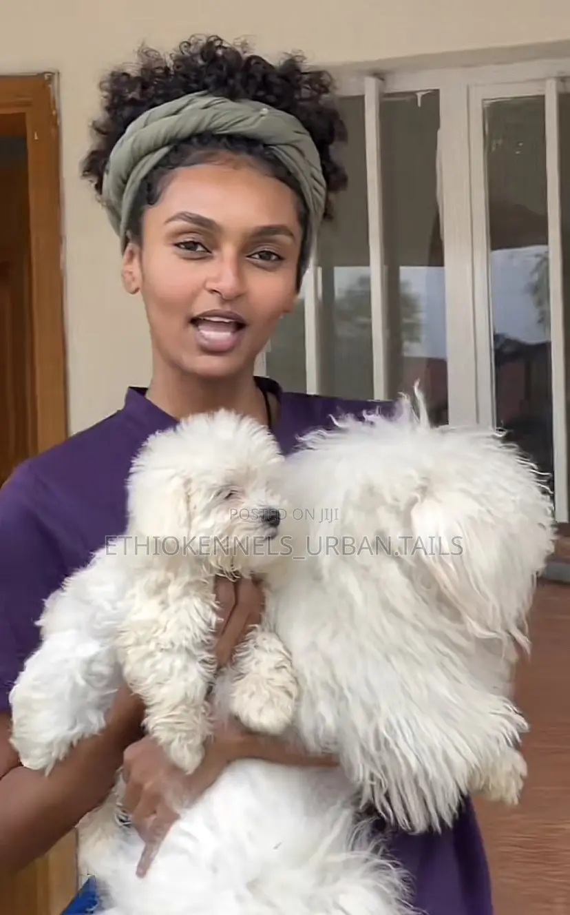 1-3 months Male Purebred Maltese