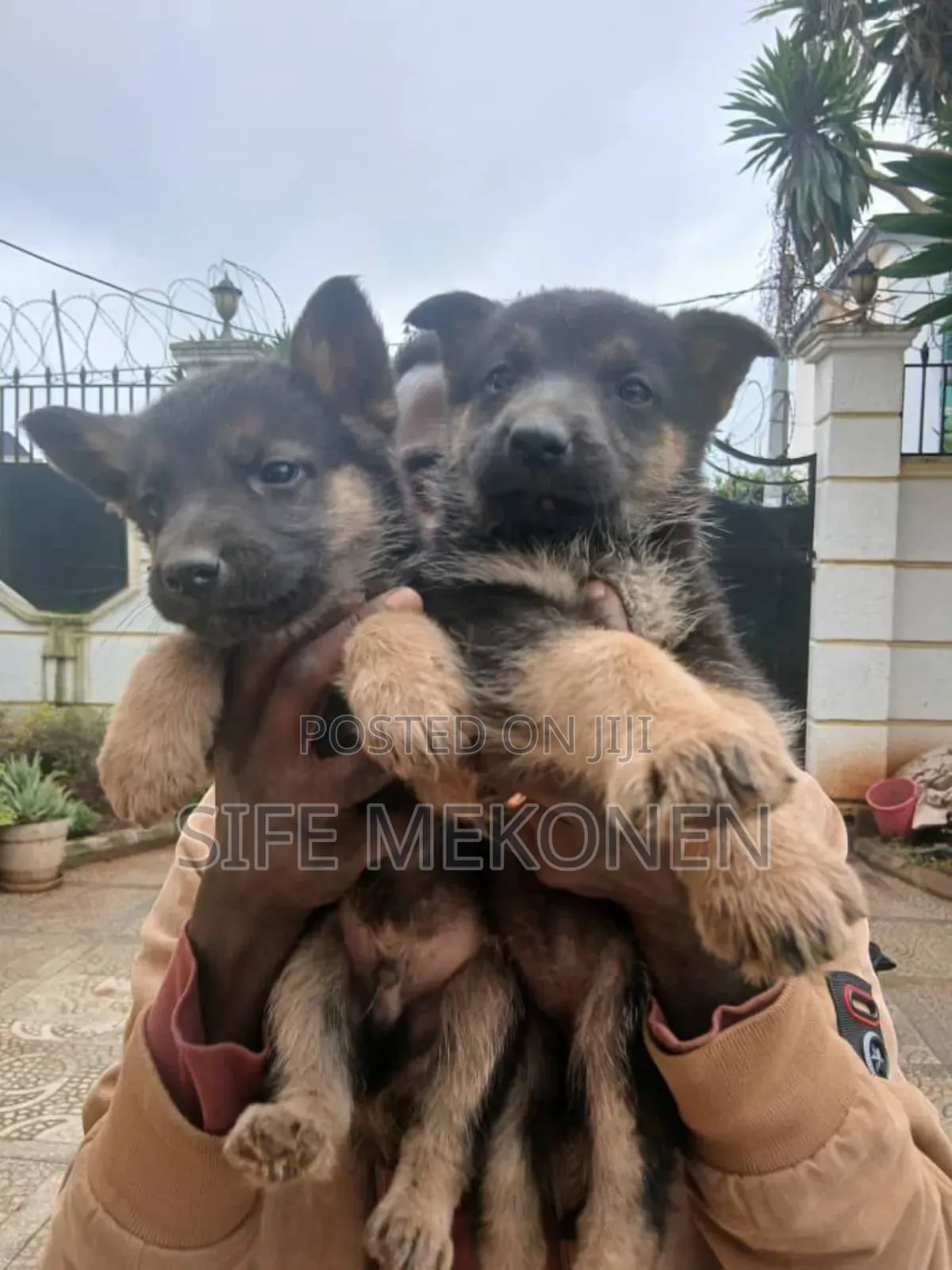 1-3 months Male Purebred German Shepherd