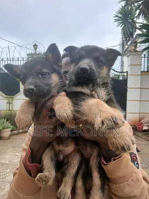 Photo - 1-3 months Male Purebred German Shepherd
