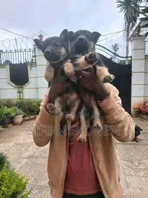 1-3 months Male Purebred German Shepherd