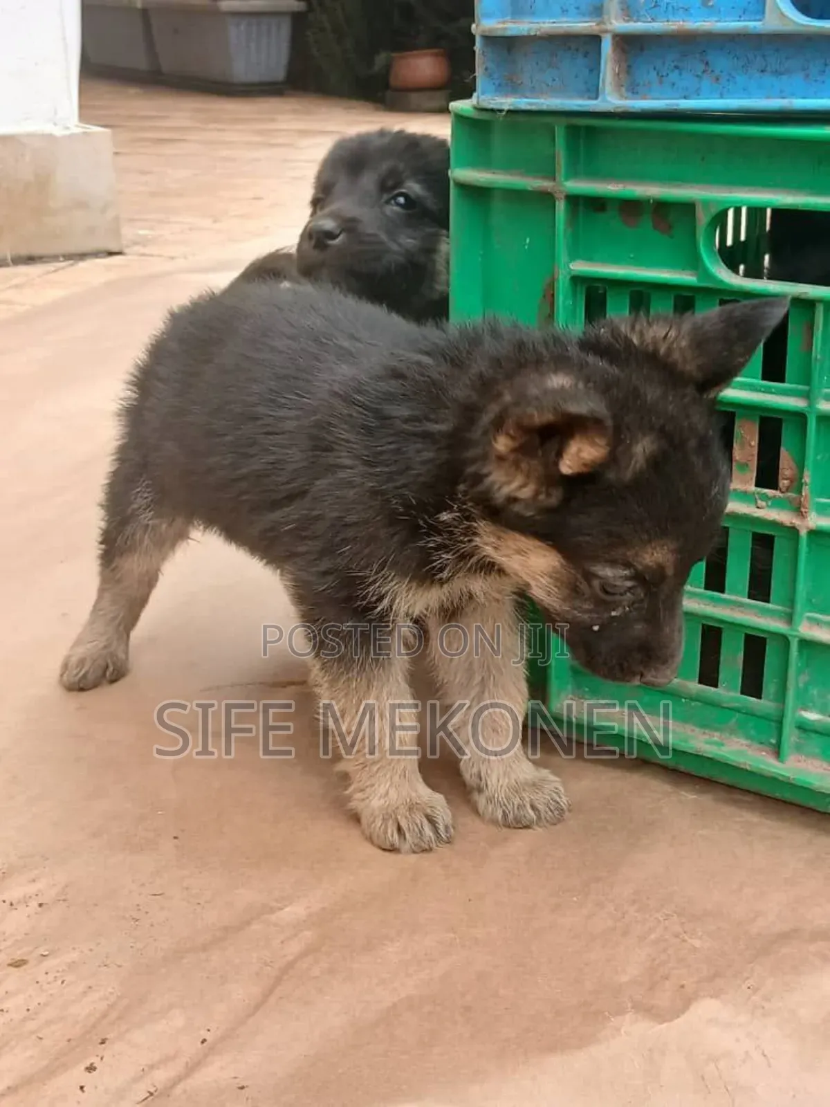 1-3 months Male Purebred German Shepherd