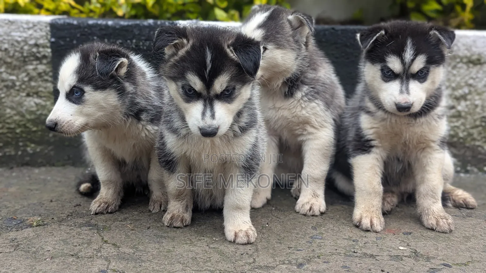 1-3 months Male Purebred Siberian Husky
