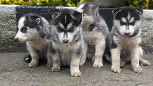 Photo - 1-3 months Male Purebred Siberian Husky