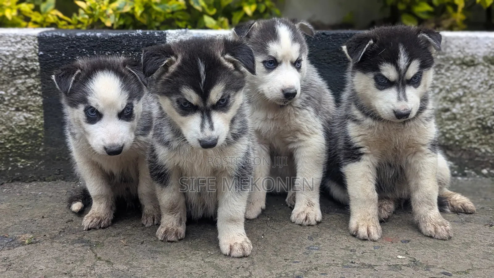 1-3 months Male Purebred Siberian Husky