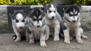 1-3 months Male Purebred Siberian Husky