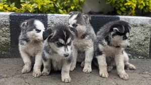1-3 months Male Purebred Siberian Husky