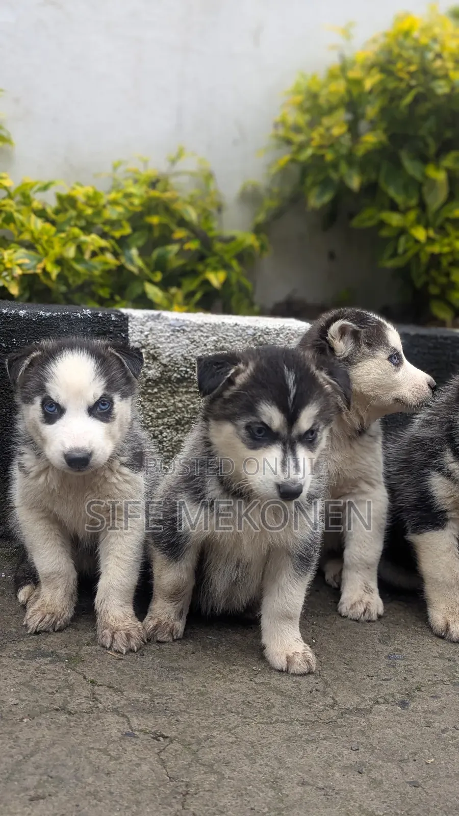 1-3 months Male Purebred Siberian Husky
