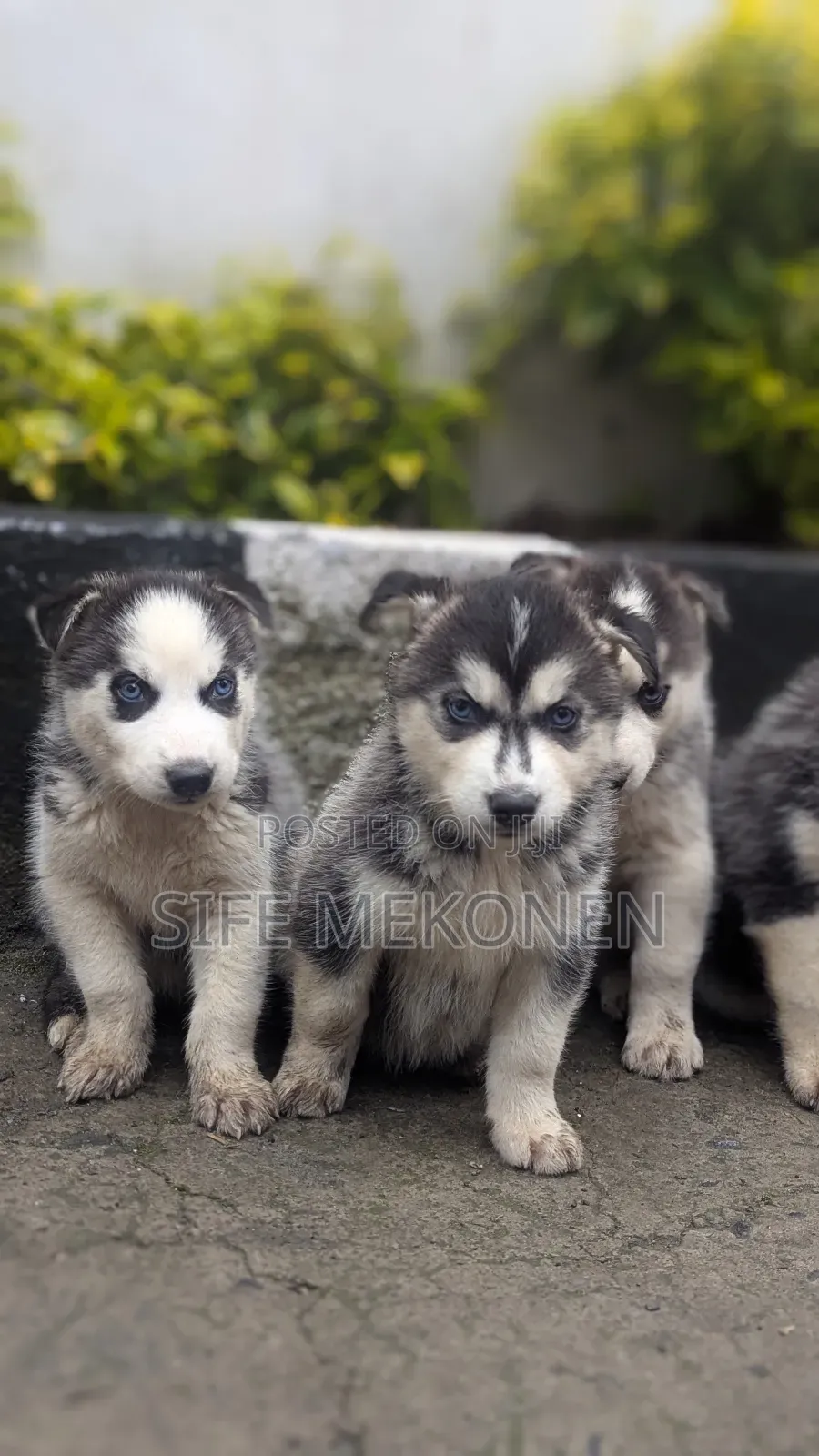 1-3 months Male Purebred Siberian Husky