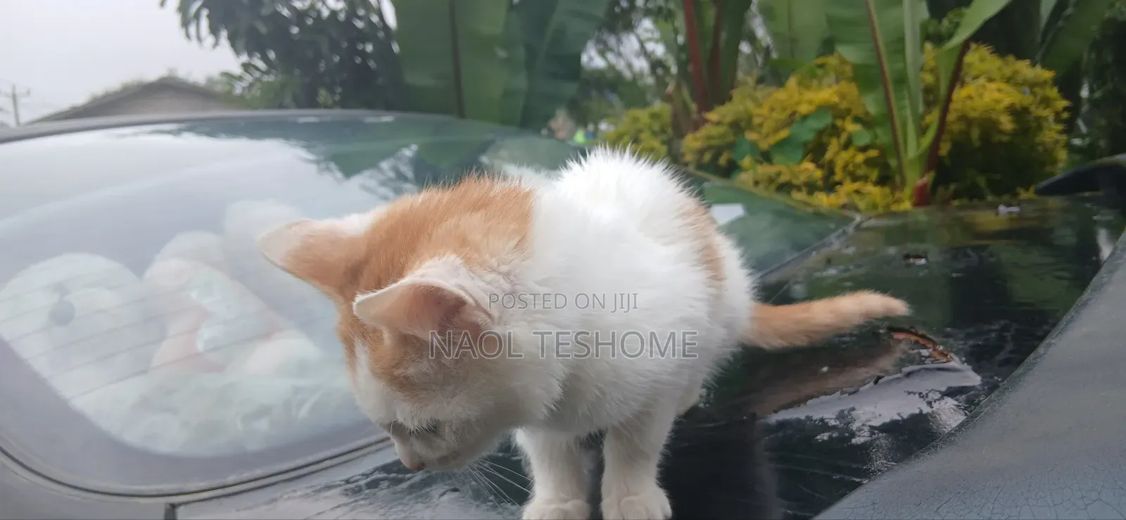 1-3 months Female Purebred American Bobtail