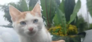 1-3 months Female Purebred American Bobtail