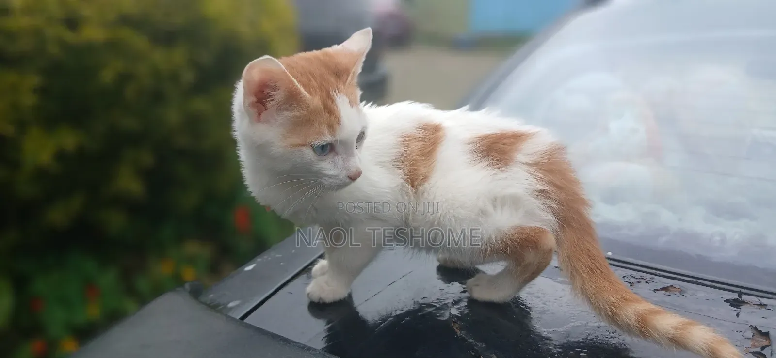 1-3 months Female Purebred American Bobtail