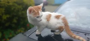 1-3 months Female Purebred American Bobtail