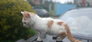 1-3 months Female Purebred American Bobtail