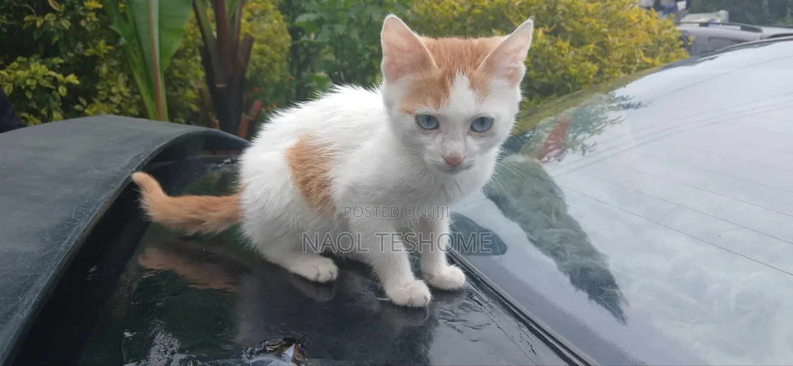 1-3 months Female Purebred American Bobtail