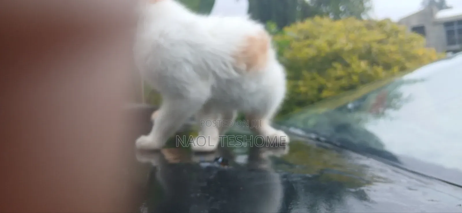 1-3 months Female Purebred American Bobtail