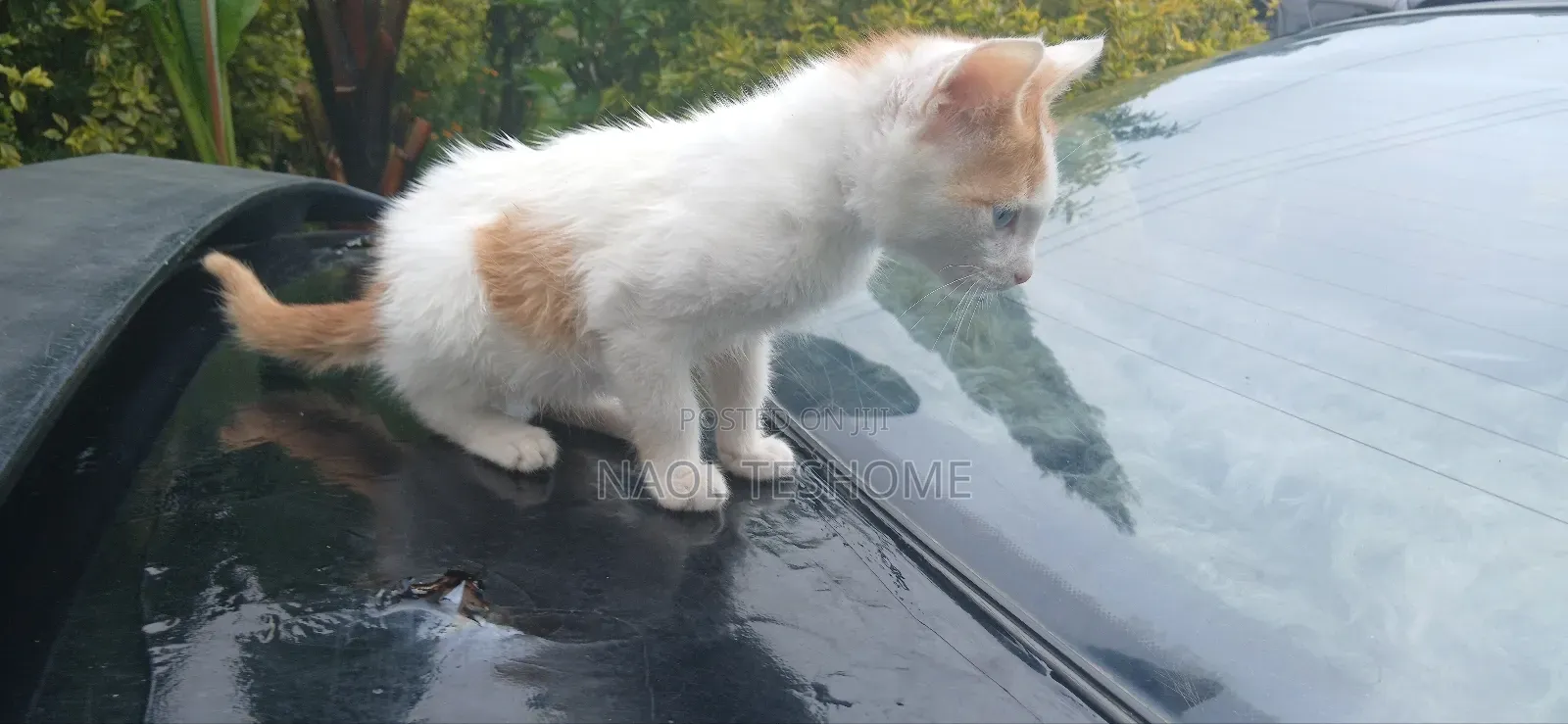 1-3 months Female Purebred American Bobtail