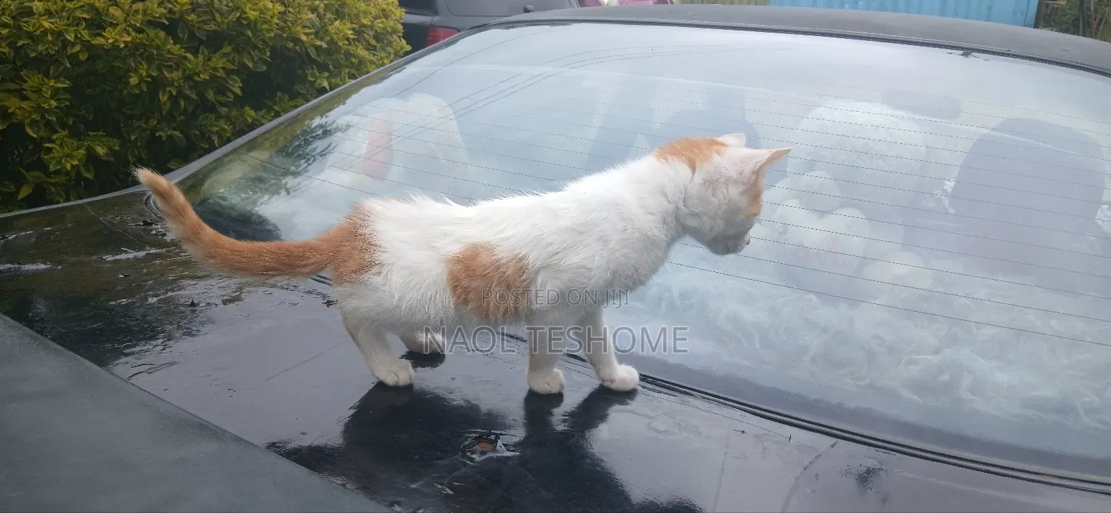 1-3 months Female Purebred American Bobtail