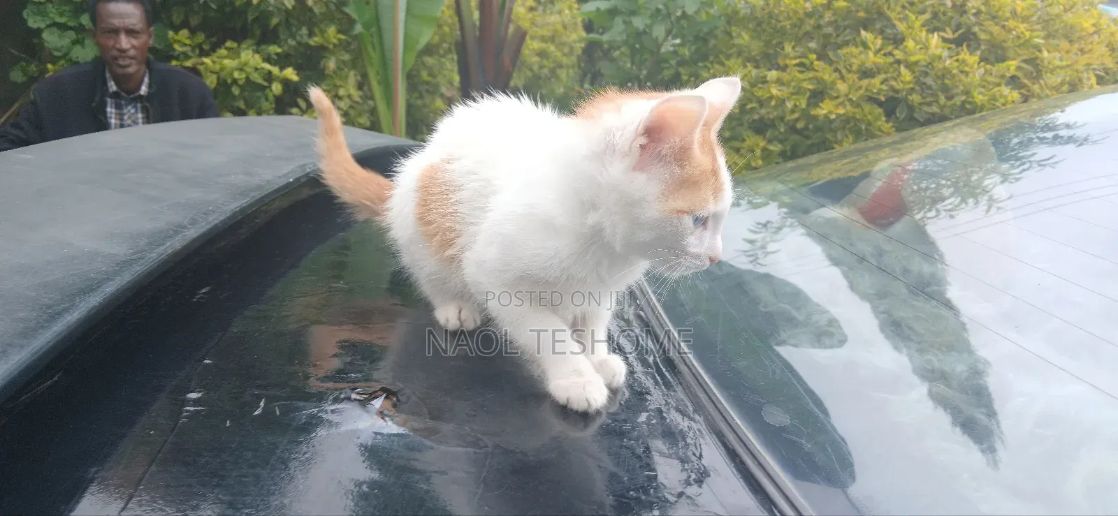 1-3 months Female Purebred American Bobtail