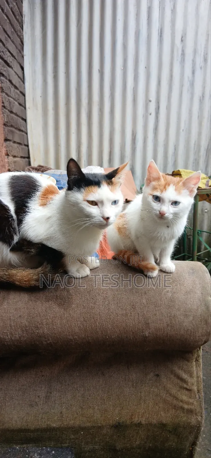 1-3 months Female Purebred American Bobtail