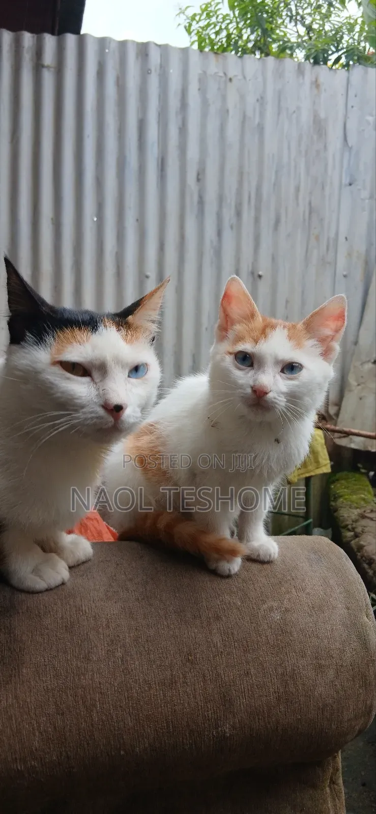 1-3 months Female Purebred American Bobtail