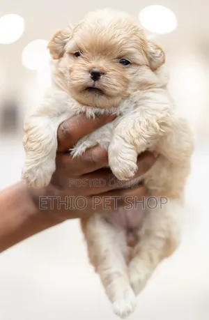 Photo - 0-1 month Male Purebred Pekingese