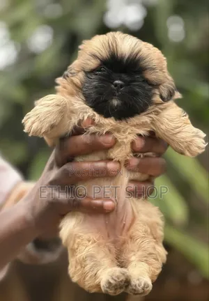 0-1 month Male Purebred Pekingese