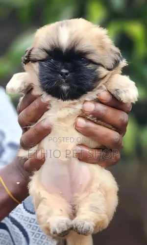 0-1 month Male Purebred Pekingese