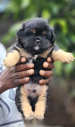 0-1 month Male Purebred Pekingese
