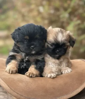 0-1 month Male Purebred Pekingese