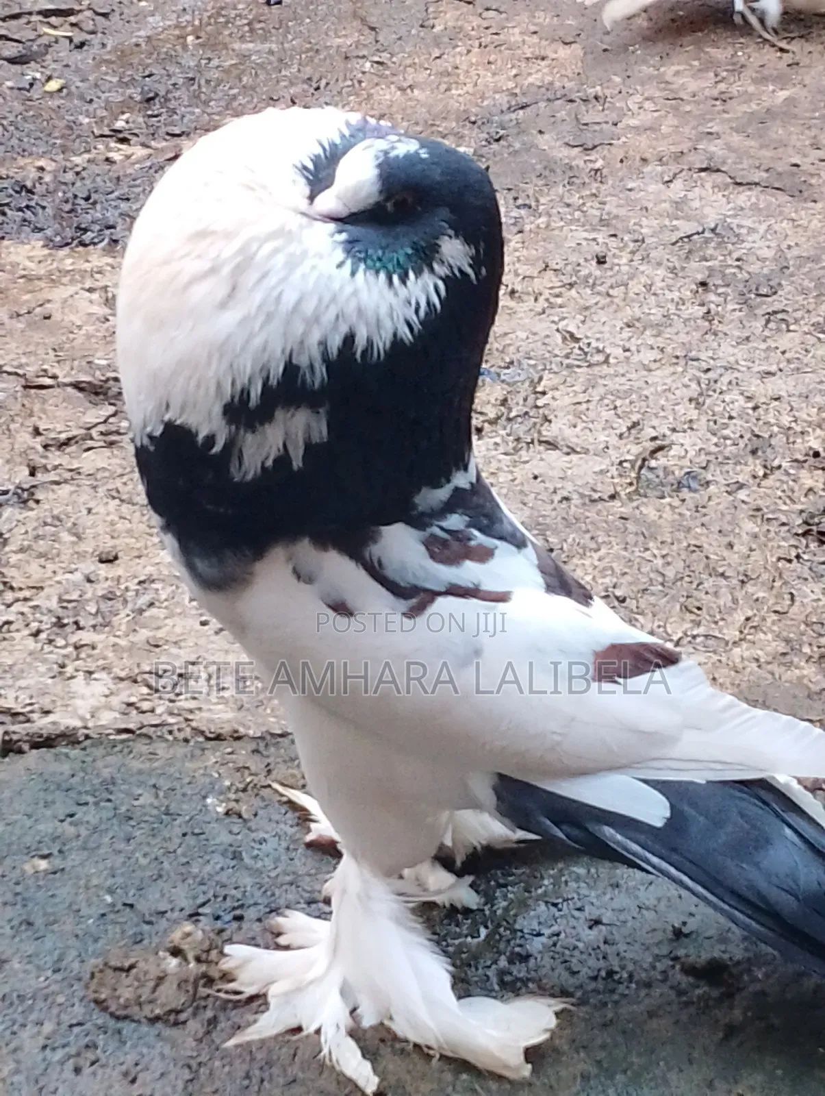 ወንድ የፈለፈለ ፖሜሪያን ፑተር