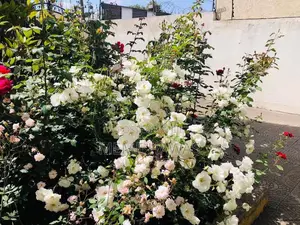 Furnished 4bdrm House in Ayat Real Estate, Yeka for rent