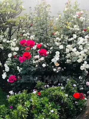 Photo - Furnished 4bdrm House in Ayat Real Estate, Yeka for rent