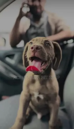 Photo - 1-3 months Male Purebred American Pit Bull Terrier