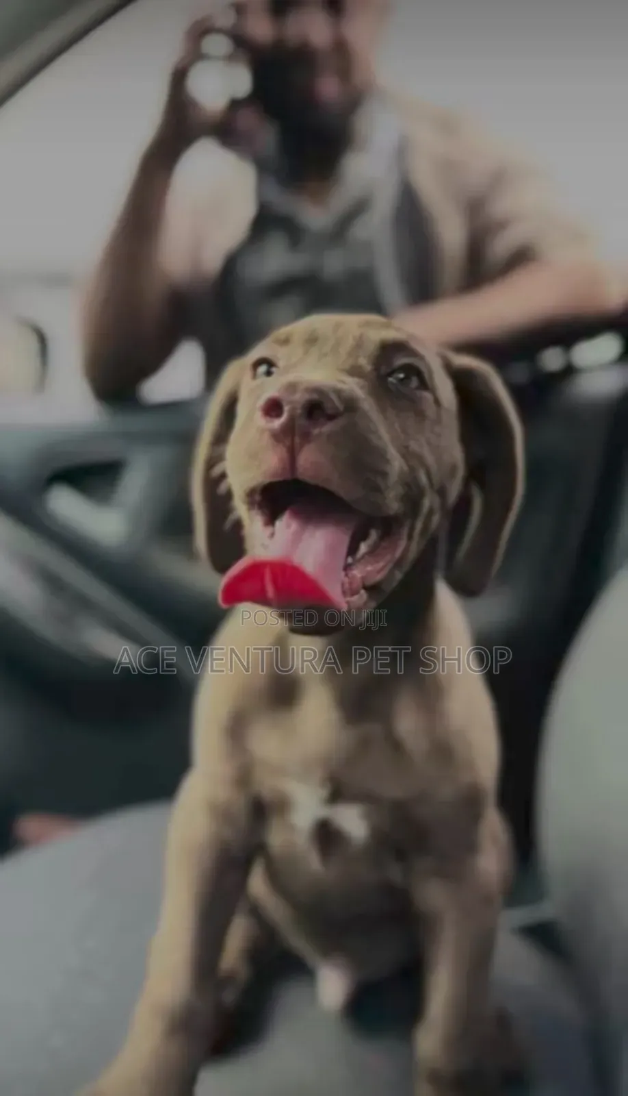 1-3 months Male Purebred American Pit Bull Terrier