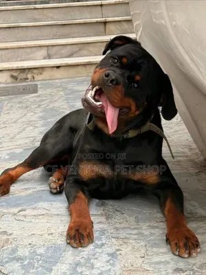 1-3 months Male Purebred Rottweiler