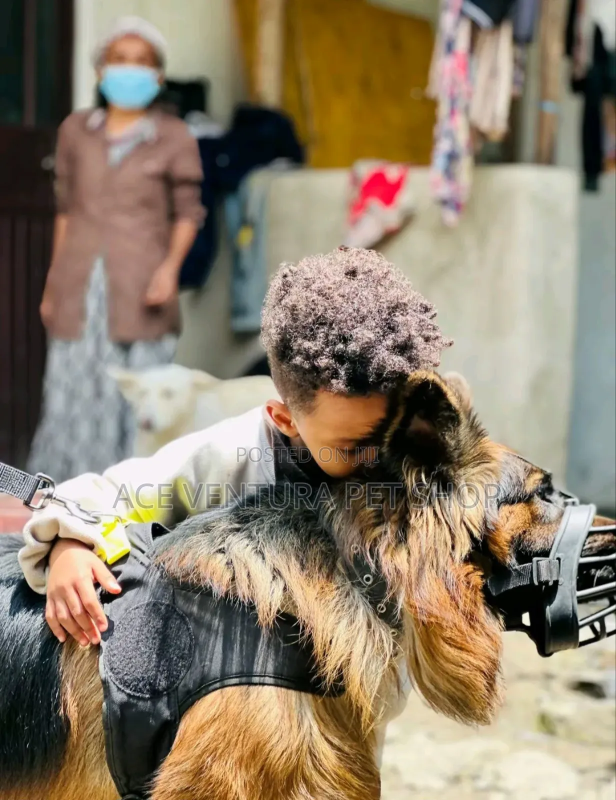 1-3 months Male Purebred German Shepherd