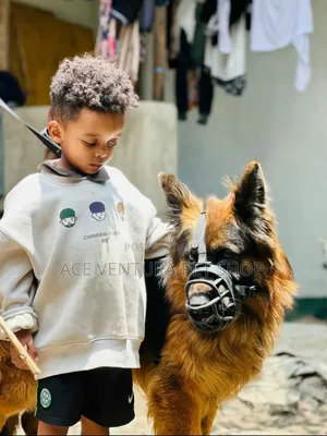 Photo - 1-3 months Male Purebred German Shepherd