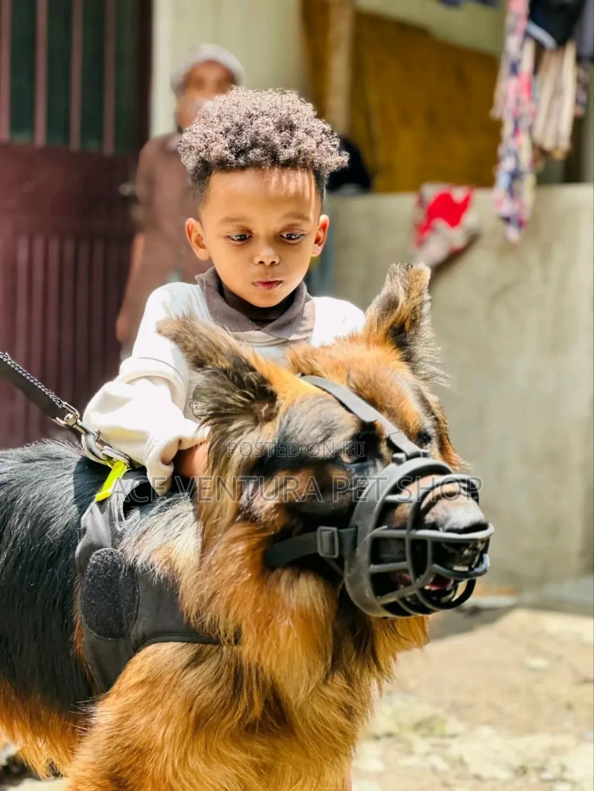 1-3 months Male Purebred German Shepherd