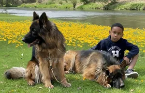 Photo - 1-3 months Male Purebred German Shepherd